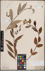 Foto von Salix alba L.